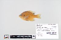 Lepomis macrochirus image