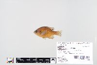 Lepomis macrochirus image