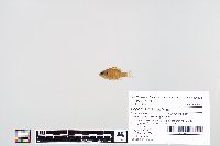 Lepomis macrochirus image