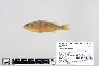 Perca flavescens image