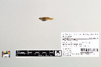 Gambusia affinis image