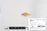 Lepomis macrochirus image