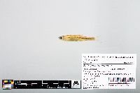 Notropis atherinoides image