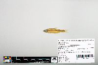 Notropis hudsonius image