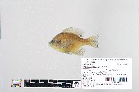 Lepomis macrochirus image