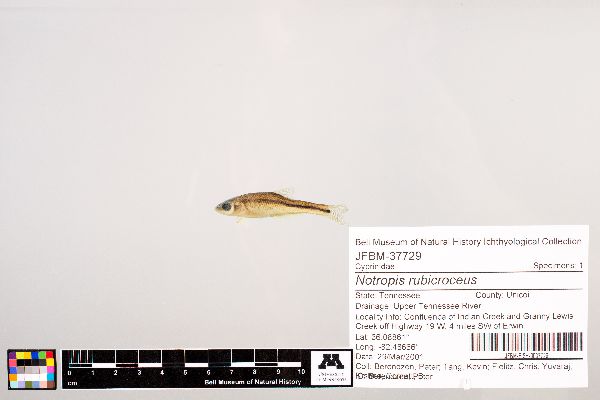 Notropis rubricroceus image