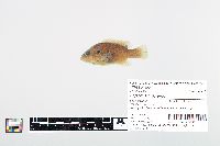 Lepomis cyanellus image