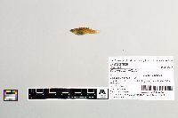Gambusia affinis image