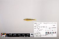 Notropis percobromus image