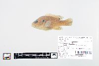 Lepomis cyanellus image