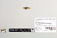 Gambusia affinis image
