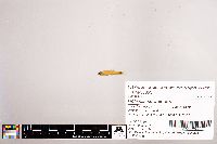 Notropis stramineus image