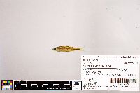 Notropis stramineus image