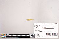 Notropis stramineus image