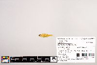 Notropis rubricroceus image