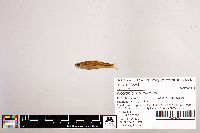 Notropis stramineus image