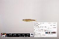 Notropis percobromus image