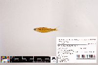 Notropis stramineus image