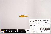 Notropis stramineus image