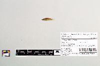 Gambusia affinis image