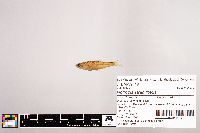 Notropis stramineus image