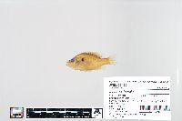 Lepomis humilis image