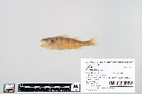 Perca flavescens image