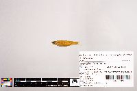 Notropis stramineus image