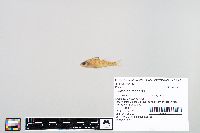 Perca flavescens image