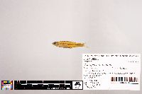 Notropis stramineus image