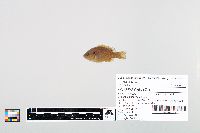 Lepomis cyanellus image