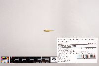 Notropis stramineus image