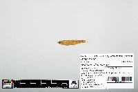 Notropis atherinoides image