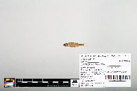 Notropis hudsonius image