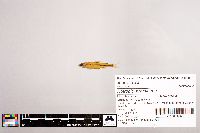 Notropis stramineus image