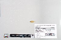 Lepomis macrochirus image