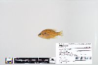 Lepomis humilis image