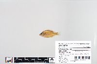 Lepomis humilis image