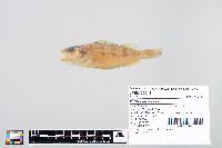 Perca flavescens image