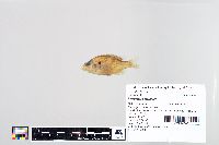 Lepomis humilis image