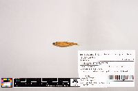 Notropis stramineus image