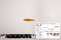 Notropis stramineus image