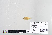 Lepomis macrochirus image