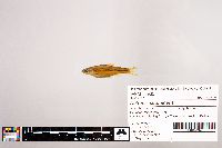 Notropis stramineus image