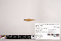 Notropis stramineus image