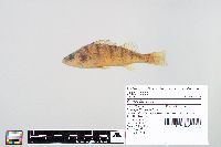 Perca flavescens image