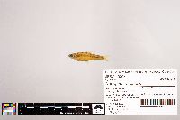 Notropis stramineus image