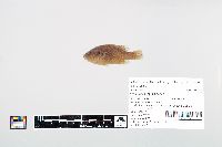 Lepomis cyanellus image