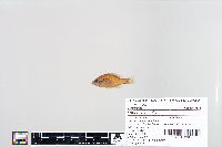 Lepomis humilis image