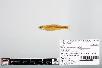 Notropis atherinoides image